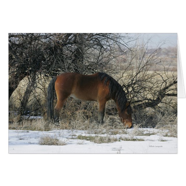 Vild Mustang Horse i Snö 1 Hälsningskort (Framsidan Horizontal)