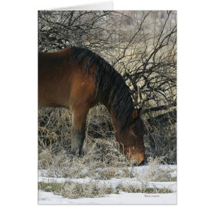 Vild Mustang Horse i Snö 1 Hälsningskort