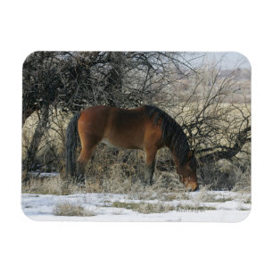 Vild Mustang Horse i Snö 1 Magnet