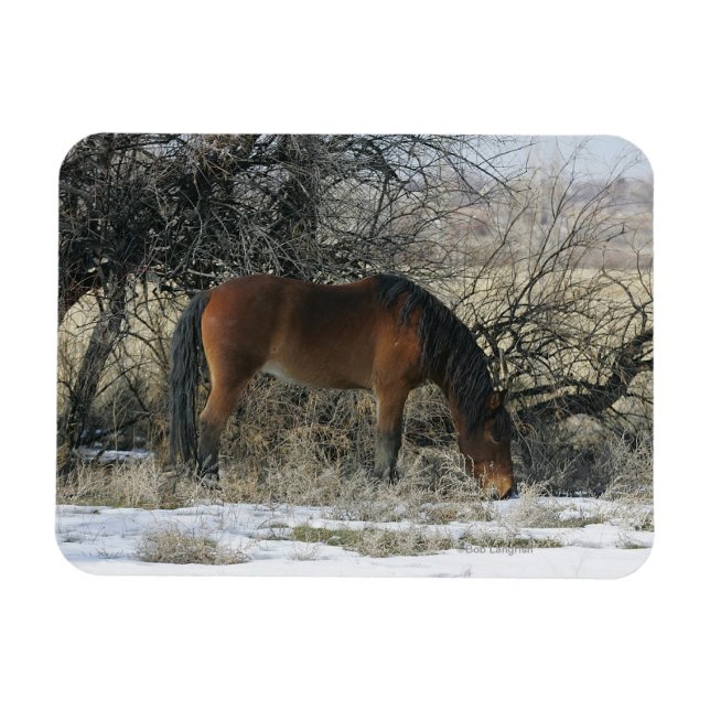 Vild Mustang Horse i Snö 1 Magnet (Horisontell)
