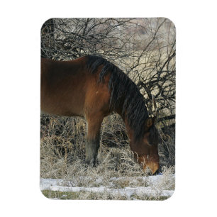 Vild Mustang Horse i Snö 1 Magnet