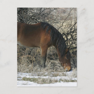 Vild Mustang Horse i Snö 1 Vykort