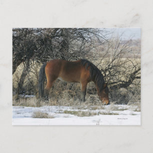 Vild Mustang Horse i Snö 1 Vykort