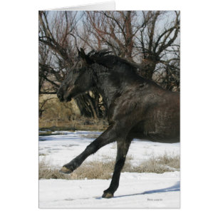 Vild Mustang Horse i Snö 2 Hälsningskort