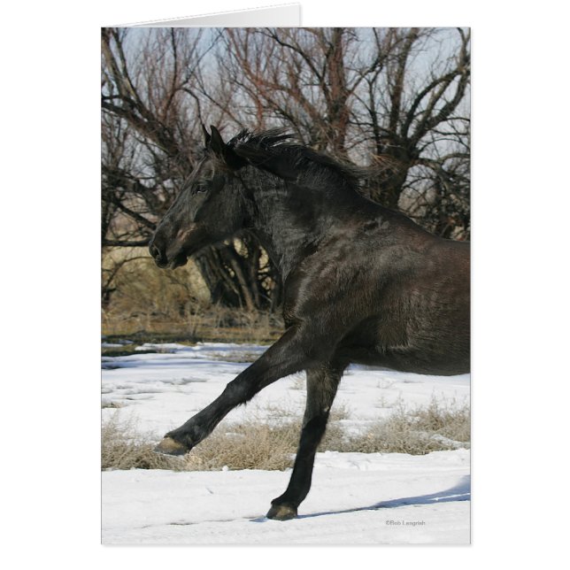 Vild Mustang Horse i Snö 2 Hälsningskort (Framsidan)