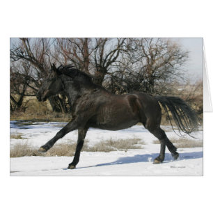 Vild Mustang Horse i Snö 2 Hälsningskort