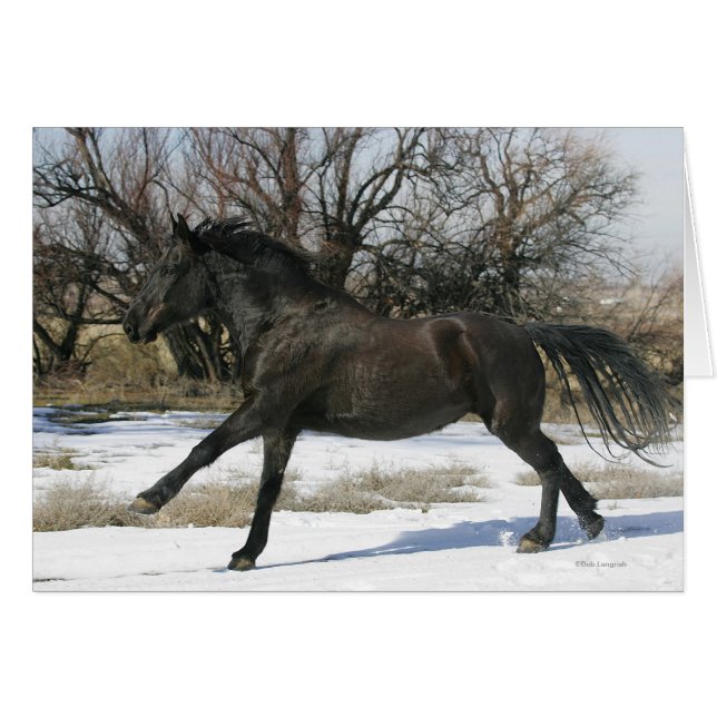 Vild Mustang Horse i Snö 2 Hälsningskort (Framsidan Horizontal)
