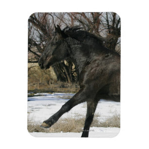 Vild Mustang Horse i Snö 2 Magnet
