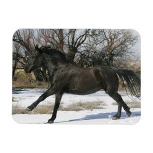 Vild Mustang Horse i Snö 2 Magnet