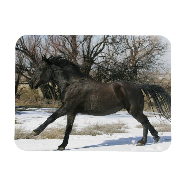 Vild Mustang Horse i Snö 2 Magnet (Horisontell)