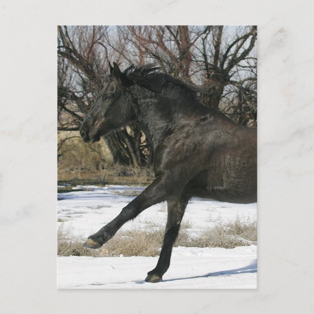 Vild Mustang Horse i Snö 2 Vykort (Framsida)