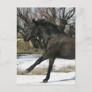 Vild Mustang Horse i Snö 2 Vykort
