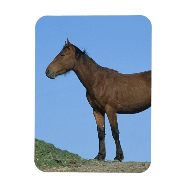 Vild Mustang Horse Magnet (Vertikal)