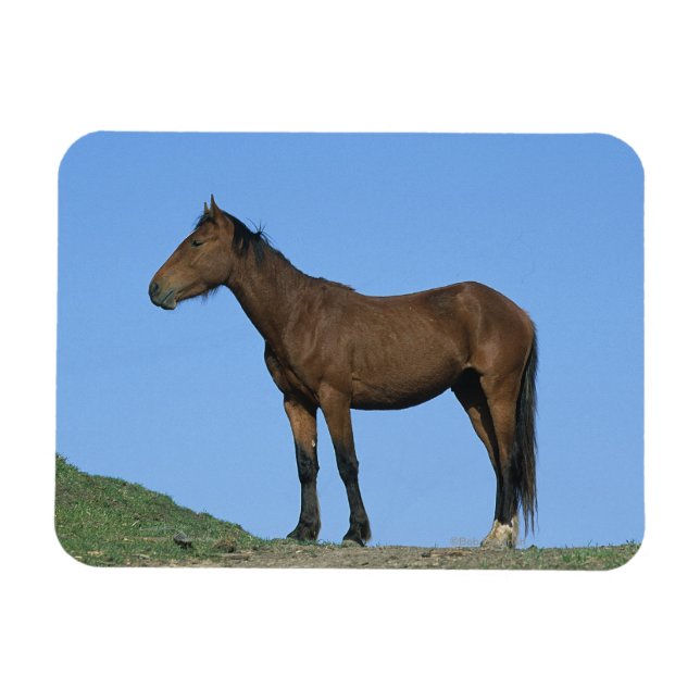 Vild Mustang Horse Magnet (Horisontell)
