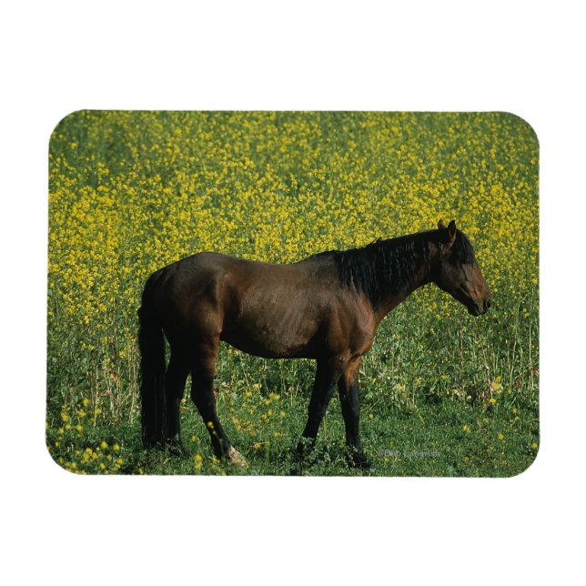 Vild Mustang Horse Permanent in Flowers Magnet (Horisontell)
