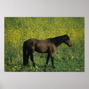 Vild Mustang Horse Permanent in Flowers Poster