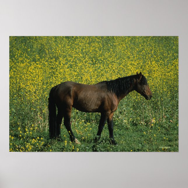 Vild Mustang Horse Permanent in Flowers Poster (Framsidan)