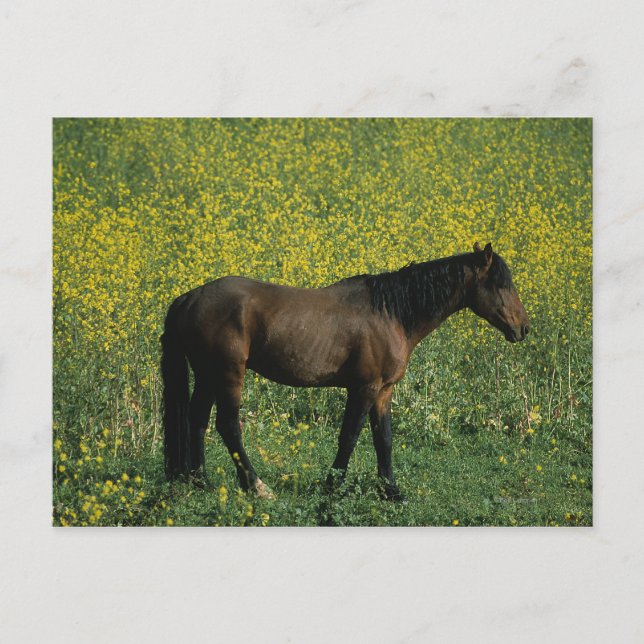 Vild Mustang Horse Permanent in Flowers Vykort (Framsida)