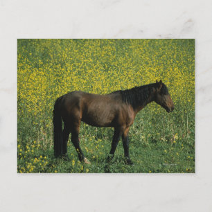 Vild Mustang Horse Permanent in Flowers Vykort