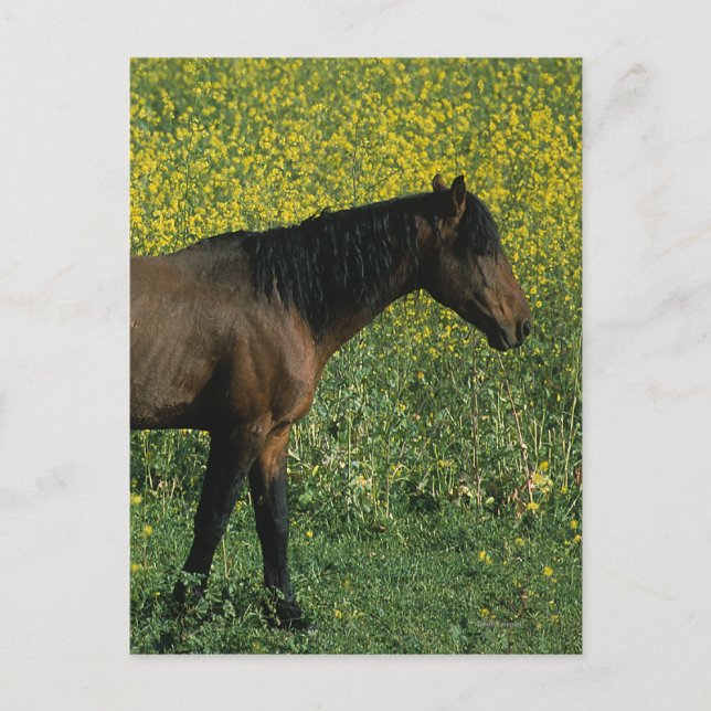 Vild Mustang Horse Permanent in Flowers Vykort (Framsida)