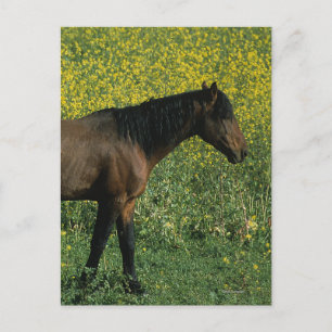 Vild Mustang Horse Permanent in Flowers Vykort