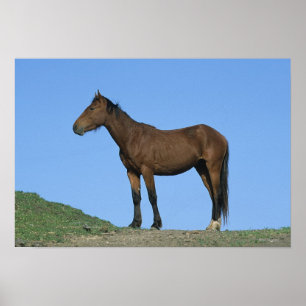 Vild Mustang Horse Poster