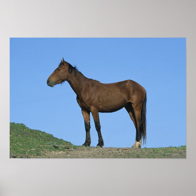 Vild Mustang Horse Poster (Framsidan)