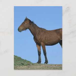Vild Mustang Horse Vykort