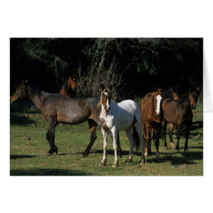 Vild Mustang Horses 1 Hälsningskort