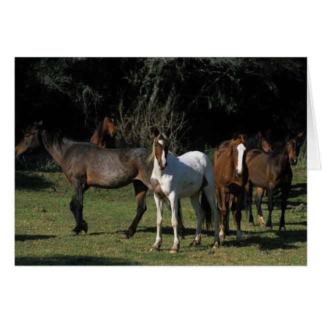 Vild Mustang Horses 1 Hälsningskort (Framsidan Horizontal)