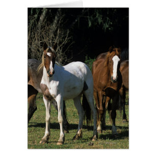 Vild Mustang Horses 1 Hälsningskort