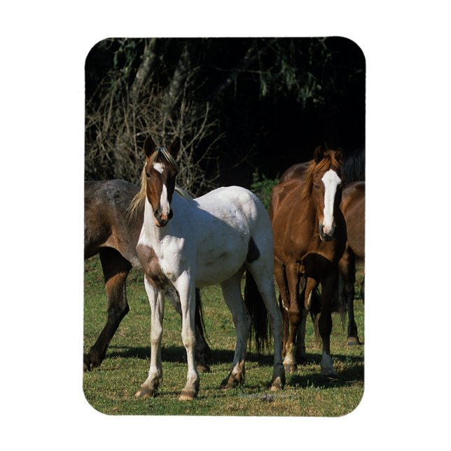 Vild Mustang Horses 1 Magnet (Vertikal)