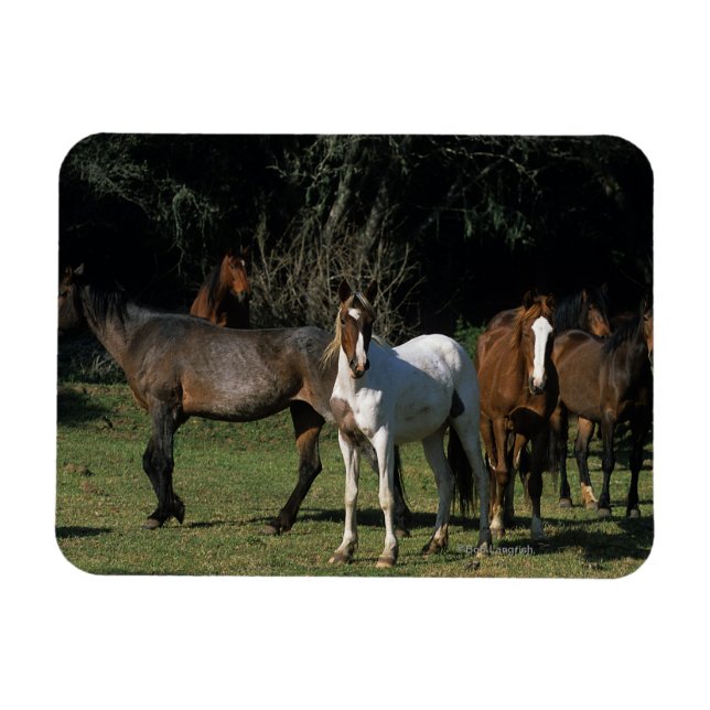 Vild Mustang Horses 1 Magnet (Horisontell)