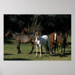 Vild Mustang Horses 1 Poster