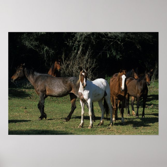 Vild Mustang Horses 1 Poster (Framsidan)