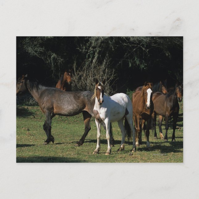 Vild Mustang Horses 1 Vykort (Framsida)