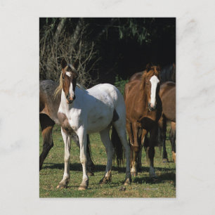 Vild Mustang Horses 1 Vykort