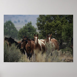 Vild Mustang Horses 2 Poster