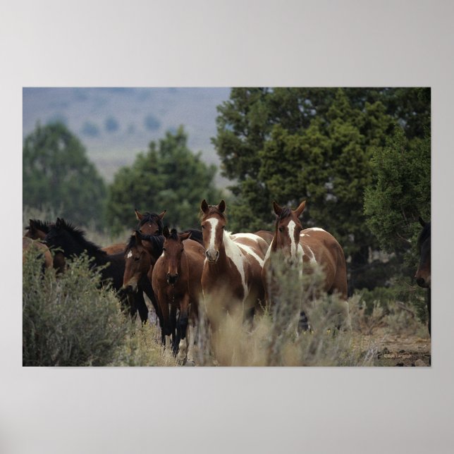 Vild Mustang Horses 2 Poster (Framsidan)