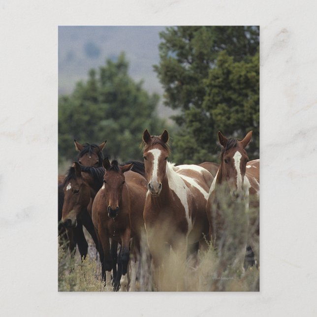 Vild Mustang Horses 2 Vykort (Framsida)