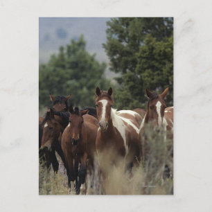 Vild Mustang Horses 2 Vykort