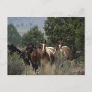 Vild Mustang Horses 2 Vykort
