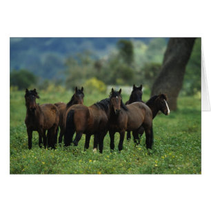 Vild Mustang Horses 3 Hälsningskort