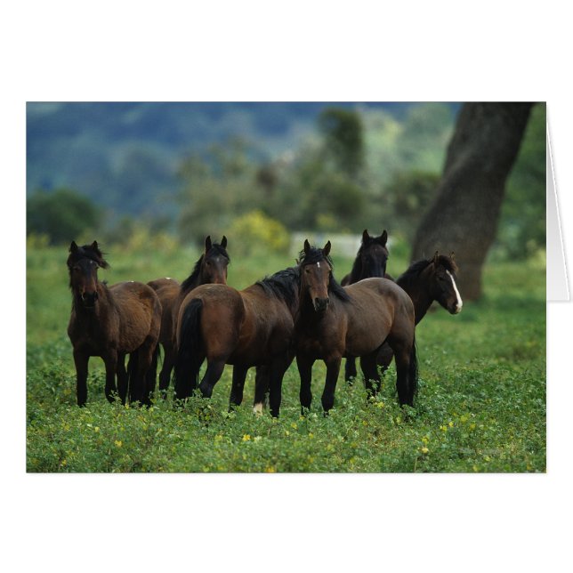 Vild Mustang Horses 3 Hälsningskort (Framsidan Horizontal)
