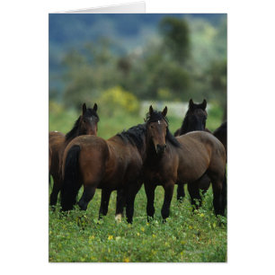 Vild Mustang Horses 3 Hälsningskort
