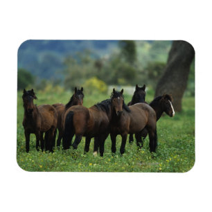 Vild Mustang Horses 3 Magnet