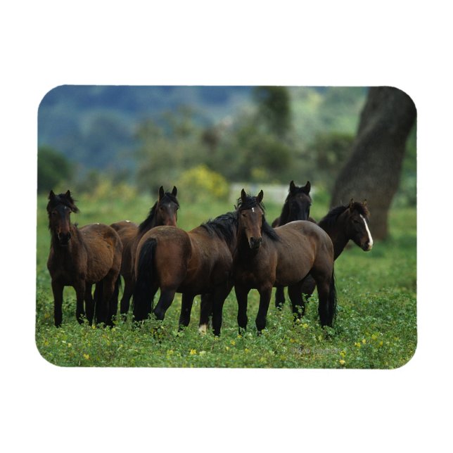 Vild Mustang Horses 3 Magnet (Horisontell)