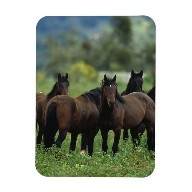 Vild Mustang Horses 3 Magnet (Vertikal)