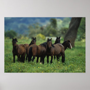 Vild Mustang Horses 3 Poster
