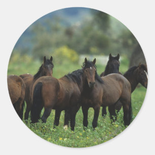 Vild Mustang Horses 3 Runt Klistermärke